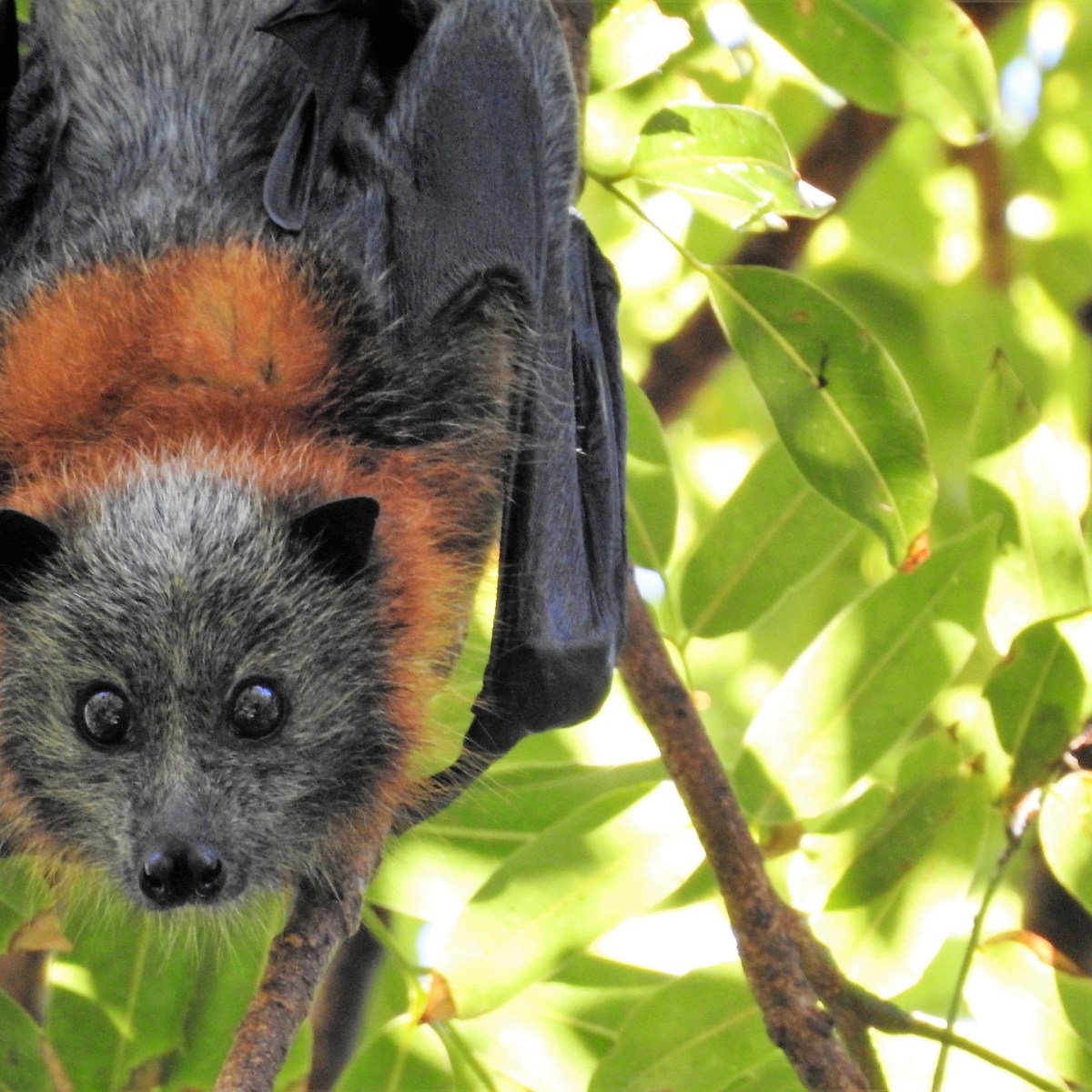 The Dark Night Rises: Flying Bats and Echolocation – Science Lessons for Elementary&nbsp;Students