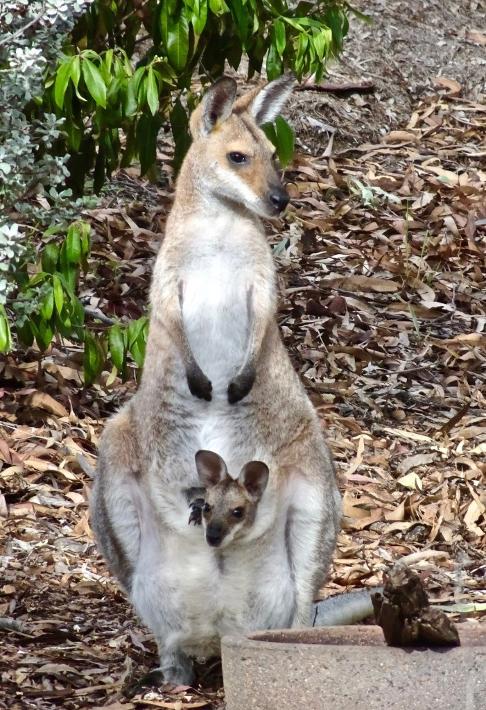 A kangaroo standing upright, with a baby joey kangaroo sticking from the pouch