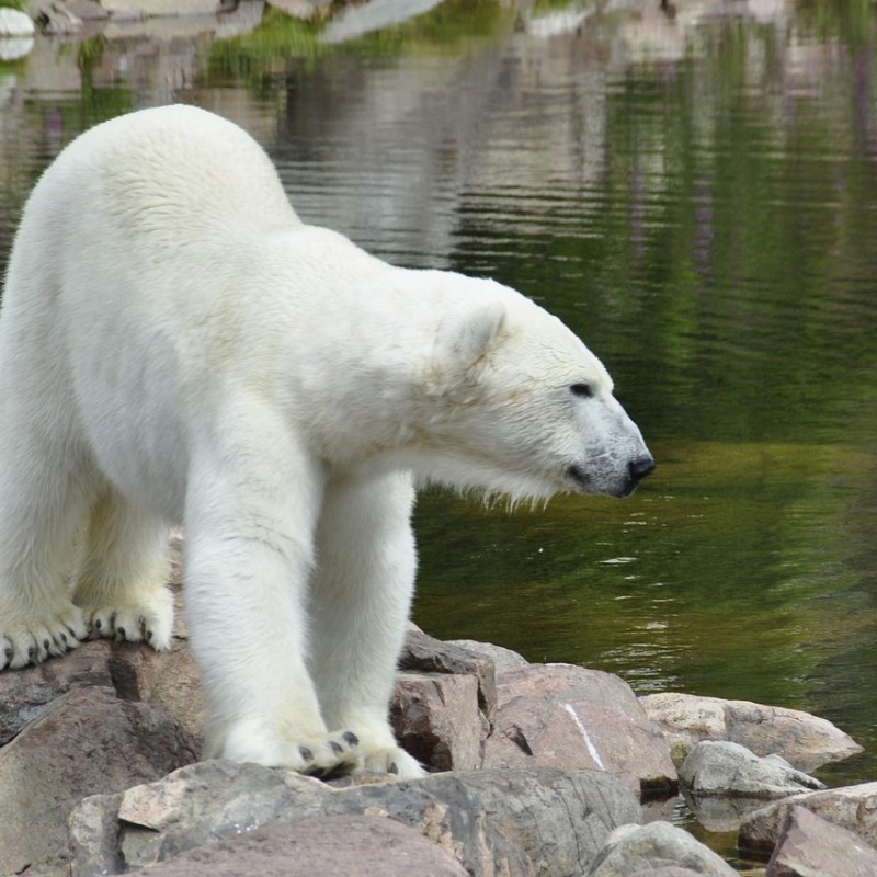 Magic School Bus Meets the Arctic – Science Lessons for Elementary&nbsp;Students
